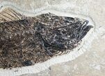 Mioplosus Fossil Fish - Ready To Hang #7893-2